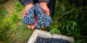 consorcio id predstavil kliuchevye instrumenty dlia razvitiia vinogradarstva